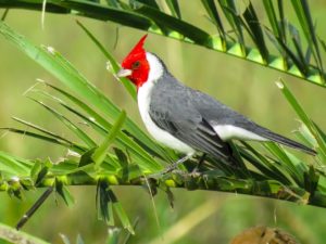 cardeal (Paroaria coronata) Foto: Rafael Lopes