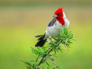 cardeal (Paroaria coronata)