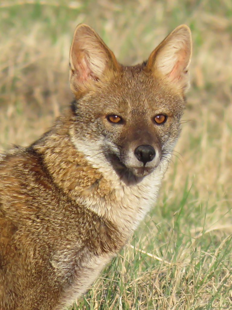 graxaim-do-campo (Lycalopex gymnocercus)